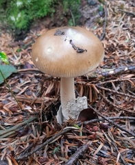 Amanita submembranacea
