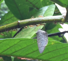 Allotinus unicolor unicolor