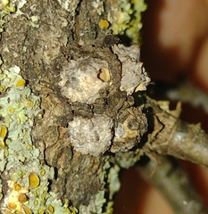 Andricus truncicolus