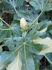 Fatsia japonica
