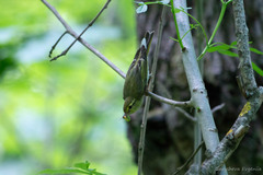Phylloscopus sibilatrix