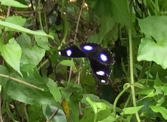 Hypolimnas bolina