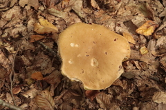 Boletus reticulatus