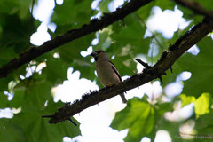 Coccothraustes coccothraustes