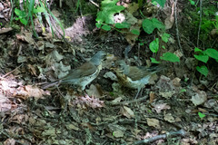 Turdus pilaris