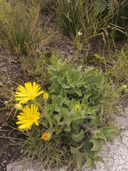 Heterotheca inuloides