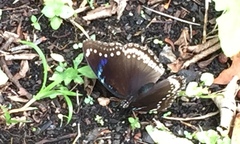 Hypolimnas bolina