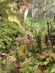 Craterellus tubaeformis