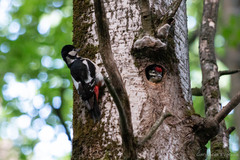 Dendrocopos major