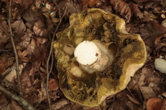 Boletus reticulatus