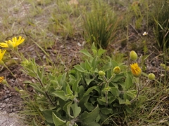 Heterotheca inuloides