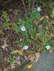 Symphyotrichum lanceolatum