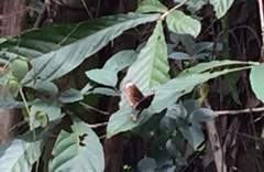 Euploea