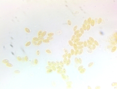 Hypholoma subviride