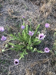 Dimorphotheca spectabilis