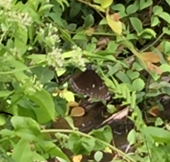 Euploea