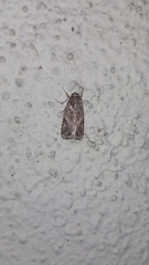 Spodoptera litura