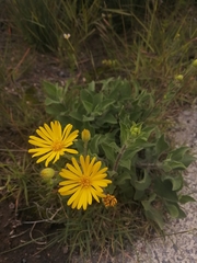 Heterotheca inuloides