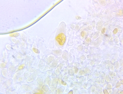 Hypholoma subviride