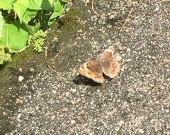 Junonia orithya