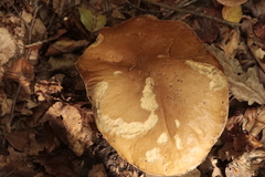 Boletus reticulatus