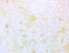Hypholoma subviride