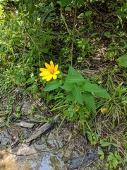 Heliopsis