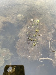 Colpomenia tuberculata