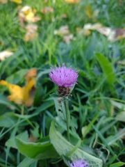 Centaurea nigra