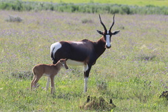 Damaliscus pygargus pygargus