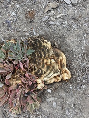 Laetiporus gilbertsonii