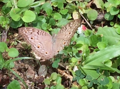 Junonia atlites atlites