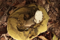 Boletus reticulatus