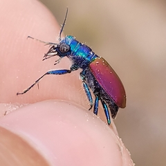 Cicindela scutellaris