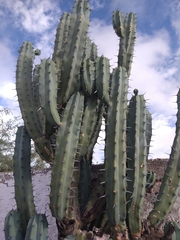 Myrtillocactus geometrizans