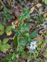 Symphyotrichum lanceolatum
