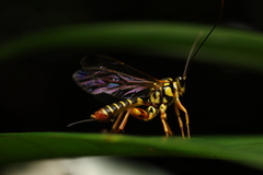 Echthromorpha agrestoria
