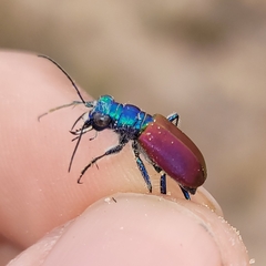 Cicindela scutellaris