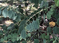 Pseudosmodingium perniciosum