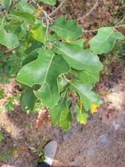 Quercus ilicifolia