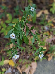 Symphyotrichum lanceolatum