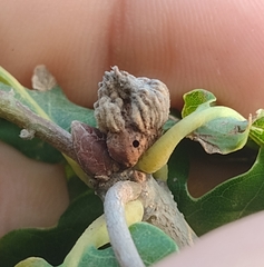 Andricus galeatus