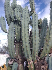 Myrtillocactus geometrizans
