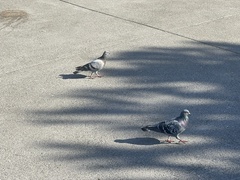 Columba livia domestica