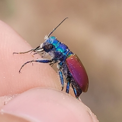 Cicindela scutellaris