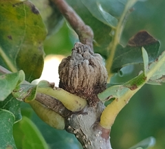 Andricus galeatus