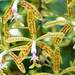 Epidendrum raniferum - Photo (c) amy_buthod,  זכויות יוצרים חלקיות (CC BY-NC-SA)