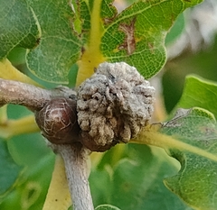 Andricus galeatus