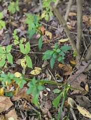 Symphyotrichum lanceolatum