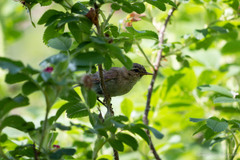 Phylloscopus collybita